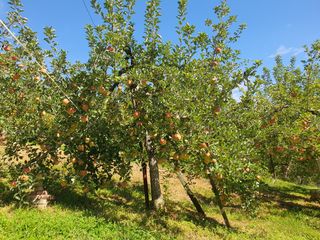 또바기사과(이훈희)님의 10월 농사 성적 자랑하기 · 참여글 작성글 사진