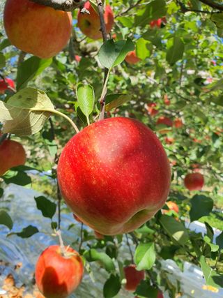 또바기사과(이훈희)님의 10월 농사 성적 자랑하기 · 참여글 작성글 사진