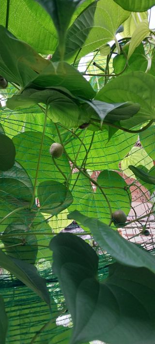 이일철 조이산골님의 고추 · 일상 작성글 사진