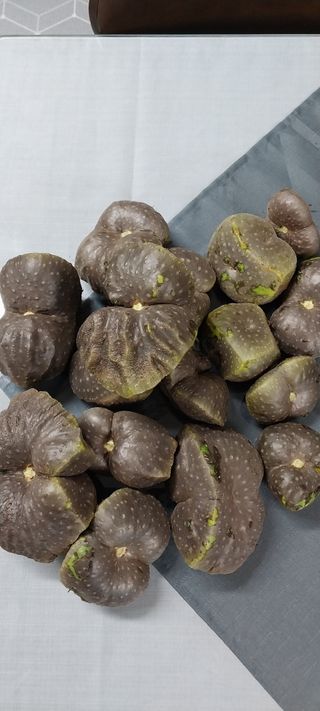 이일철 조이산골님의 고추 · 일상 작성글 사진