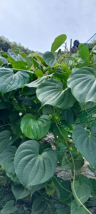 이일철 조이산골님의 고추 · 일상 작성글 사진