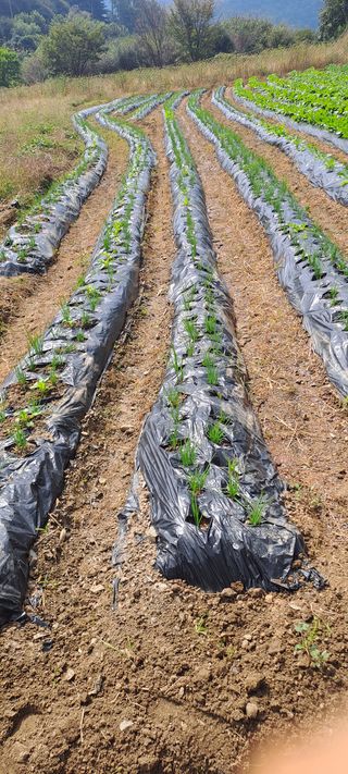 용호님의 기타작물 · 영농일지 작성글 사진