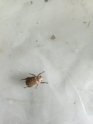 행운아님의 블루베리 · 병해충상담 작성글 사진