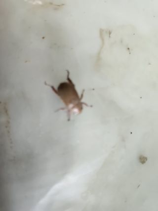 행운아님의 블루베리 · 병해충상담 작성글 사진