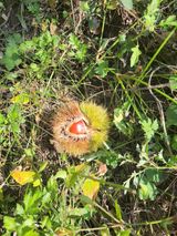 팜모닝 호박·자유게시판 게시글 이미지