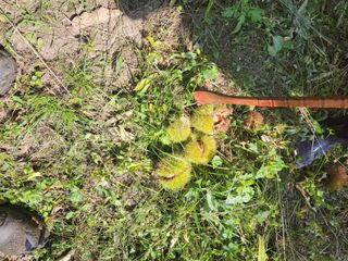 윤석돈님의 호박 · 자유게시판 작성글 사진