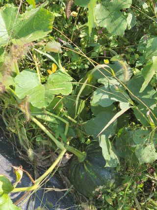 윤석돈님의 호박 · 자유게시판 작성글 사진