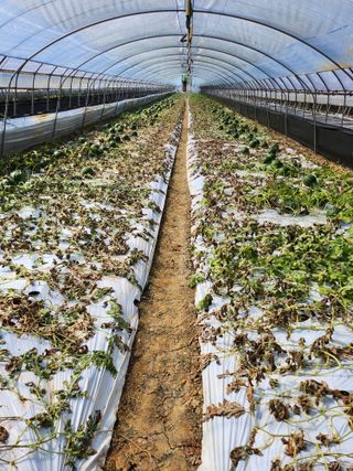 파이프님의 장터이야기 · 자유게시판 작성글 사진