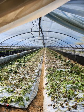 파이프님의 장터이야기 · 자유게시판 작성글 사진