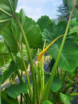 팜모닝 10월 농사 성적 자랑하기·참여글 게시글 이미지