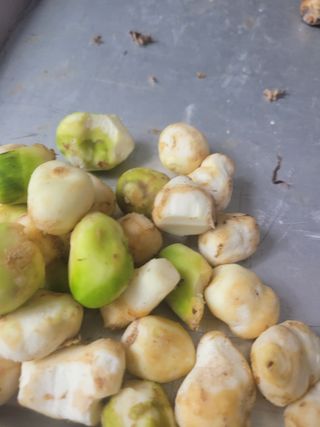 박산숙농부님의 10월 농사 성적 자랑하기 · 참여글 작성글 사진