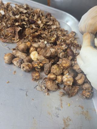 박산숙농부님의 10월 농사 성적 자랑하기 · 참여글 작성글 사진