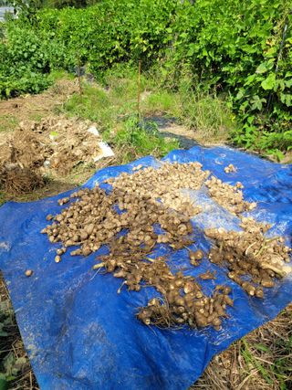 박산숙농부님의 10월 농사 성적 자랑하기 · 참여글 작성글 사진