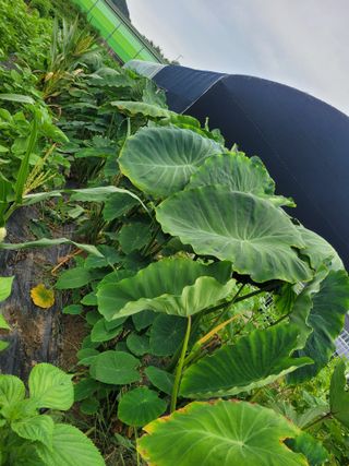 박산숙농부님의 10월 농사 성적 자랑하기 · 참여글 작성글 사진