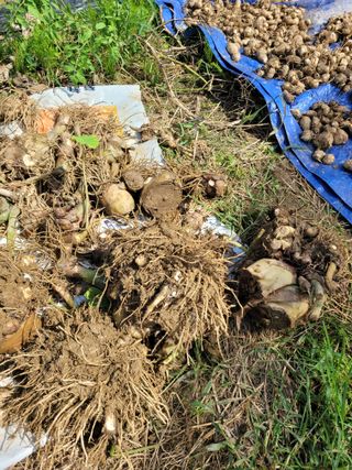 박산숙농부님의 10월 농사 성적 자랑하기 · 참여글 작성글 사진