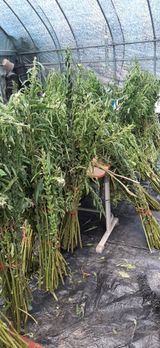 팜모닝 10월 농사 성적 자랑하기·참여글 게시글 이미지