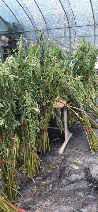 이강재님의 10월 농사 성적 자랑하기 · 참여글 작성글 사진