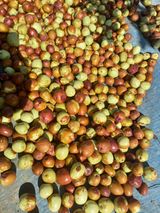 팜모닝 10월 농사 성적 자랑하기·참여글 게시글 이미지