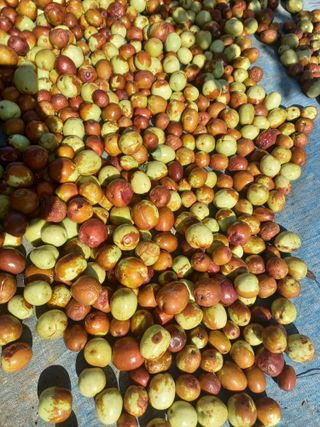 딸기8561님의 10월 농사 성적 자랑하기 · 참여글 작성글 사진