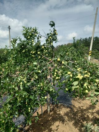 딸기8561님의 10월 농사 성적 자랑하기 · 참여글 작성글 사진