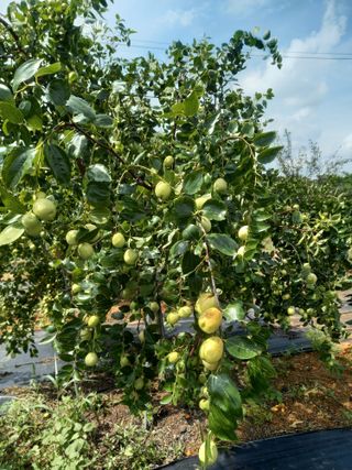 딸기8561님의 10월 농사 성적 자랑하기 · 참여글 작성글 사진