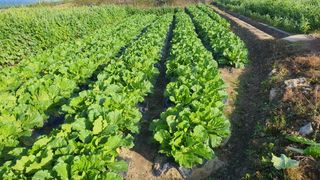 팜모님정보감사합니다님의 10월 농사 성적 자랑하기 · 참여글 작성글 사진