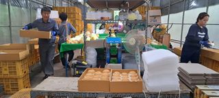 나는농사짓는영미다님의 10월 농사 성적 자랑하기 · 참여글 작성글 사진