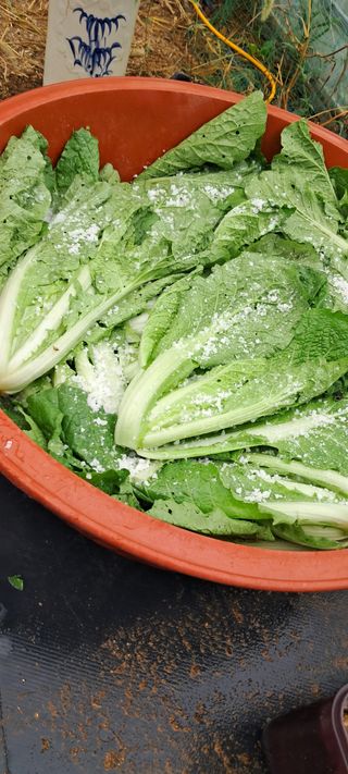 나는농사짓는영미다님의 10월 농사 성적 자랑하기 · 참여글 작성글 사진