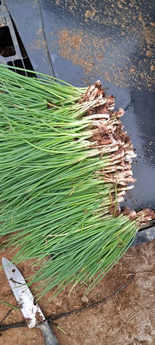 나는농사짓는영미다님의 10월 농사 성적 자랑하기 · 참여글 작성글 사진