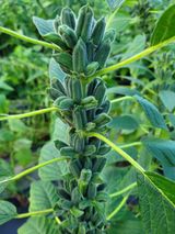 팜모닝 10월 농사 성적 자랑하기·참여글 게시글 이미지