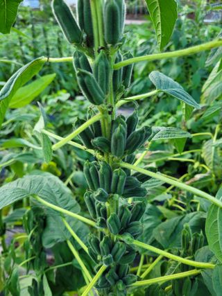 김응택님의 10월 농사 성적 자랑하기 · 참여글 작성글 사진