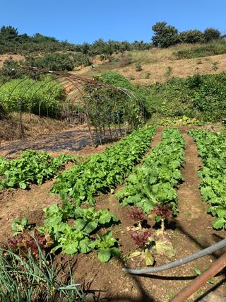 박경숙님의 10월 농사 성적 자랑하기 · 참여글 작성글 사진