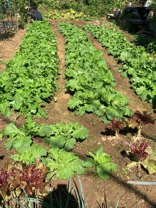 박경숙님의 10월 농사 성적 자랑하기 · 참여글 작성글 사진