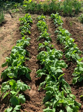 박경숙님의 10월 농사 성적 자랑하기 · 참여글 작성글 사진