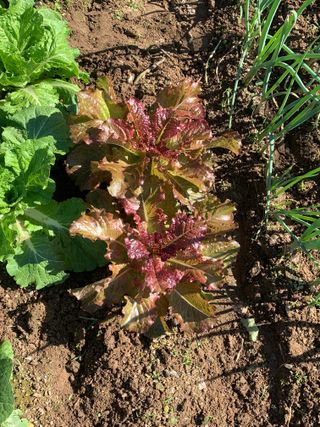 박경숙님의 10월 농사 성적 자랑하기 · 참여글 작성글 사진