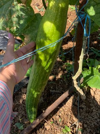 박경숙님의 10월 농사 성적 자랑하기 · 참여글 작성글 사진