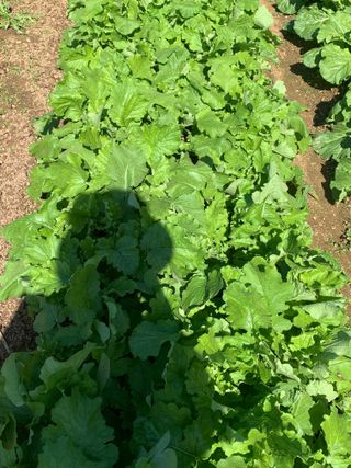 박경숙님의 10월 농사 성적 자랑하기 · 참여글 작성글 사진