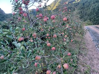 박흥구님의 10월 농사 성적 자랑하기 · 참여글 작성글 사진