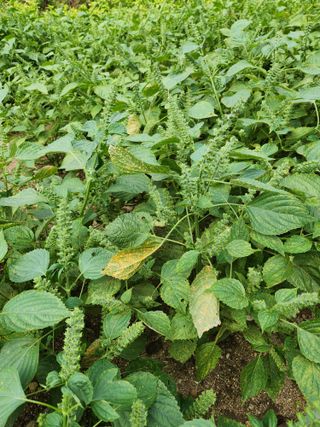 김재환-전남광양님의 들깨 · 병해충상담 작성글 사진