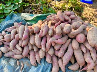 조순귀창원성산구사파님의 10월 농사 성적 자랑하기 · 참여글 작성글 사진