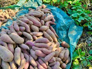 조순귀창원성산구사파님의 10월 농사 성적 자랑하기 · 참여글 작성글 사진