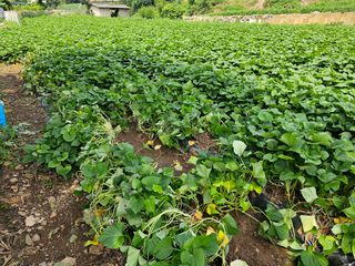 조순귀창원성산구사파님의 10월 농사 성적 자랑하기 · 참여글 작성글 사진