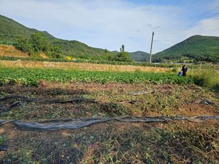 조순귀창원성산구사파님의 10월 농사 성적 자랑하기 · 참여글 작성글 사진