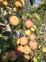 팜모닝 10월 농사 성적 자랑하기·참여글 게시글 이미지