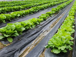 박운용님의 10월 농사 성적 자랑하기 · 참여글 작성글 사진