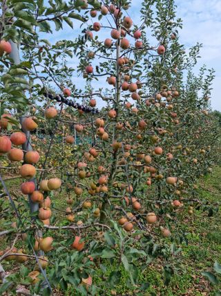 김현정님의 10월 농사 성적 자랑하기 · 참여글 작성글 사진