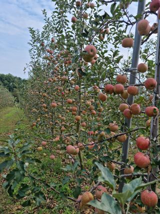 김현정님의 10월 농사 성적 자랑하기 · 참여글 작성글 사진