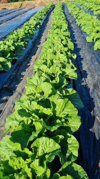 지리산홍가네농원님의 10월 농사 성적 자랑하기 · 참여글 작성글 사진