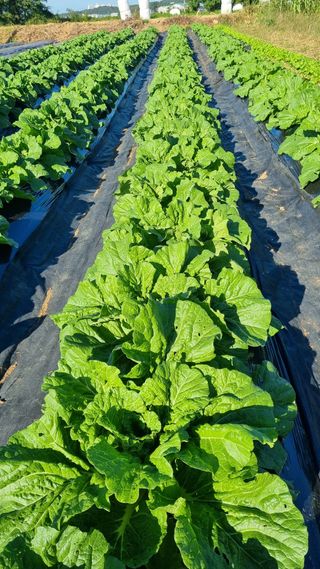 지리산홍가네농원님의 10월 농사 성적 자랑하기 · 참여글 작성글 사진