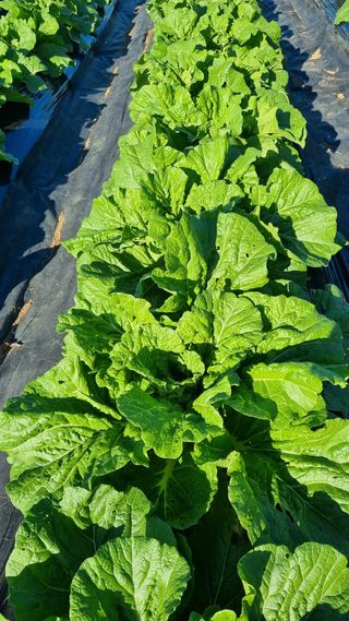 지리산홍가네농원님의 10월 농사 성적 자랑하기 · 참여글 작성글 사진